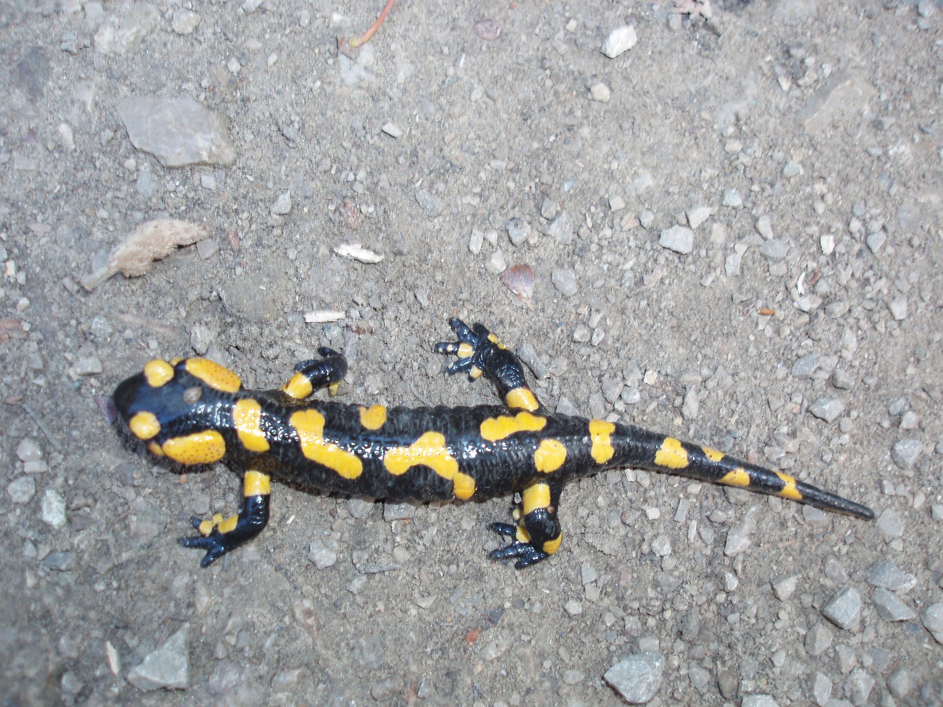 Schliessen von PA263373.JPG